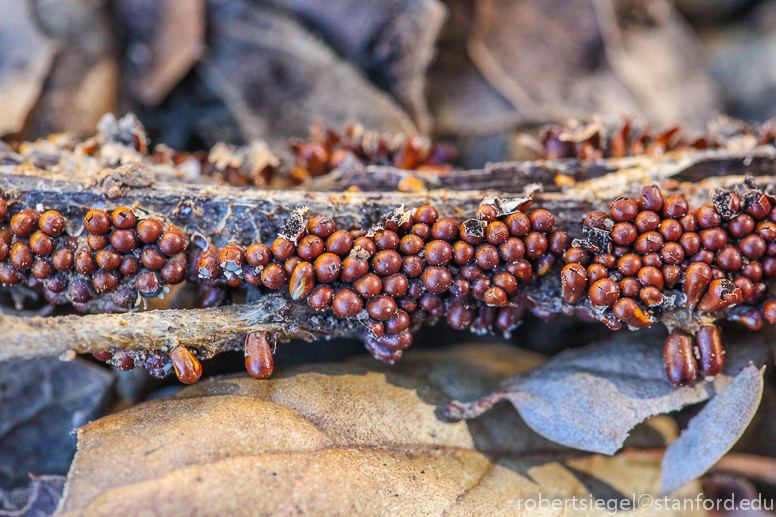 slime mold